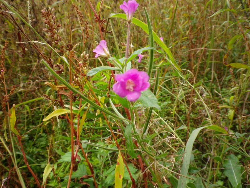 Lungo il fiume Esino - Epilobium cfr. hirsutum